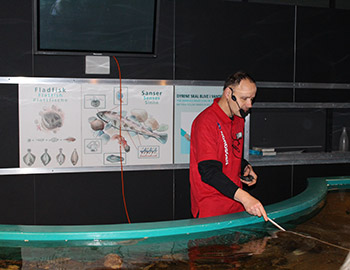 Ein Mann zeigt auf und füttert Fische im Nordsøen Oceanarium