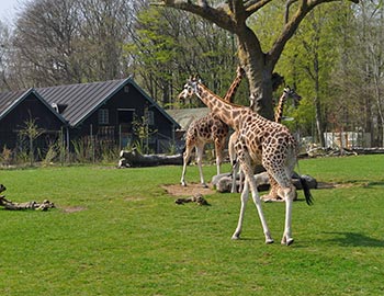 Besuchen Sie alle Tiere und den großen Spielplatz im Zoo in Aalborg