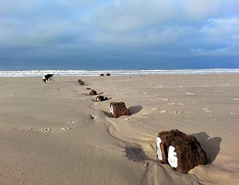Eichengerippe eines norwegischen Kahns sticht bei Pirupshvarre aus dem Sand hervor