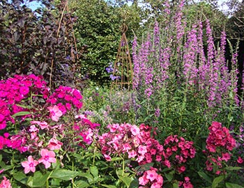 Blütenpracht in Anne Justs Garten bei Blokhus