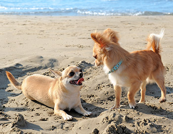 Zwei kleine Hunde spielen im Sand an der Nordsee